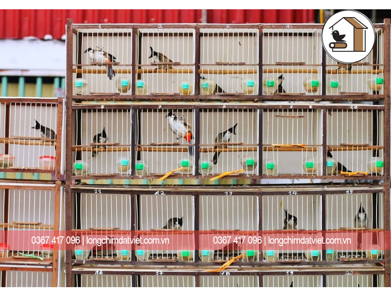 4 dấu hiệu để nhận biết bệnh khi nuôi chim cảnh | Pet Mart