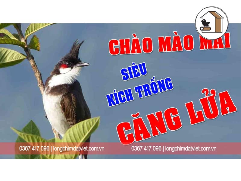 Chào Mào Mái Kích Trống Ché Căng Lửa Số 1» Lồng Chim Đất Việt