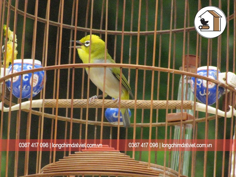 Cách chọn chim vành khuyên | Diễn Đàn Chim Cảnh Việt Nam