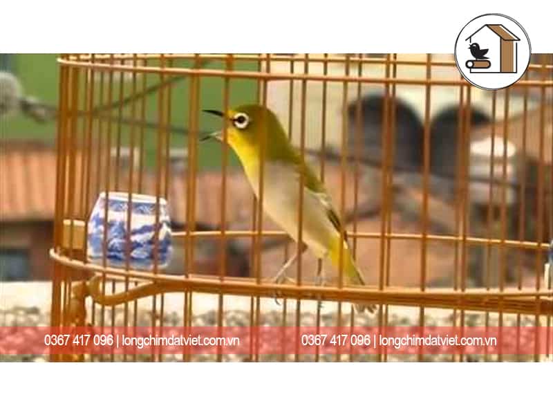 Những con chim kỳ lạ giá hàng nghìn đôla của dân chơi Việt - VnExpress