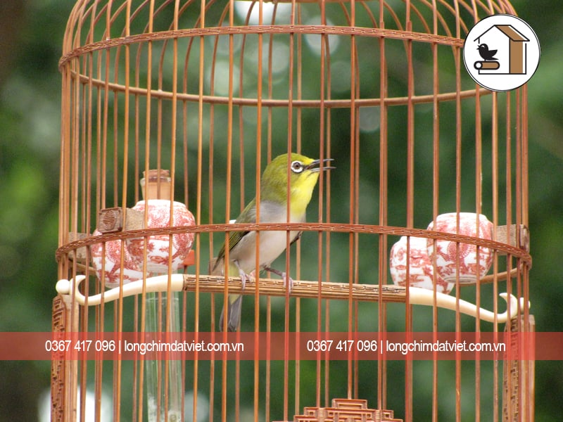 Chim Vành Khuyên hót cực hay Tiếng chim vành khuyên hot có âm thanh và hình  ảnh sắc nét - YouTube