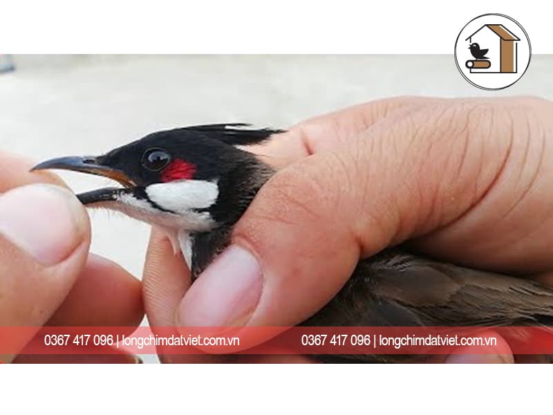 Đặc điểm của chim Chào Mào mái - Nuoitrong123