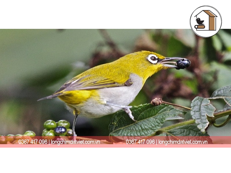 Cập nhật với hơn 90+ chim khuyên líu đặc sắc nhất - Vietmind Edu